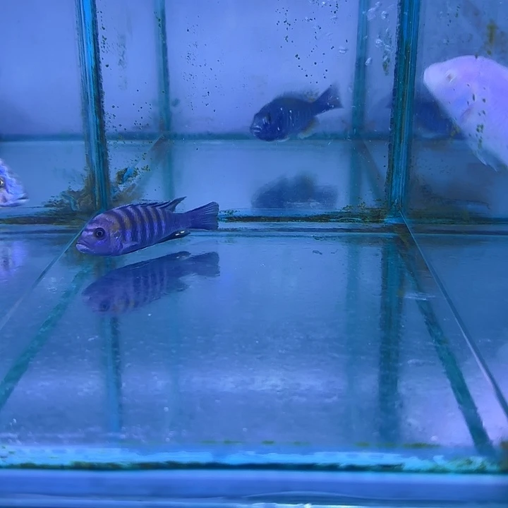 遥****慈鲷鱼141号11111111