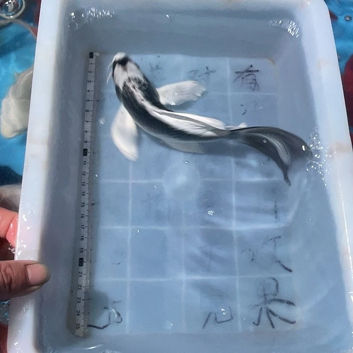 蝴蝶鲤鱼渔场直发66