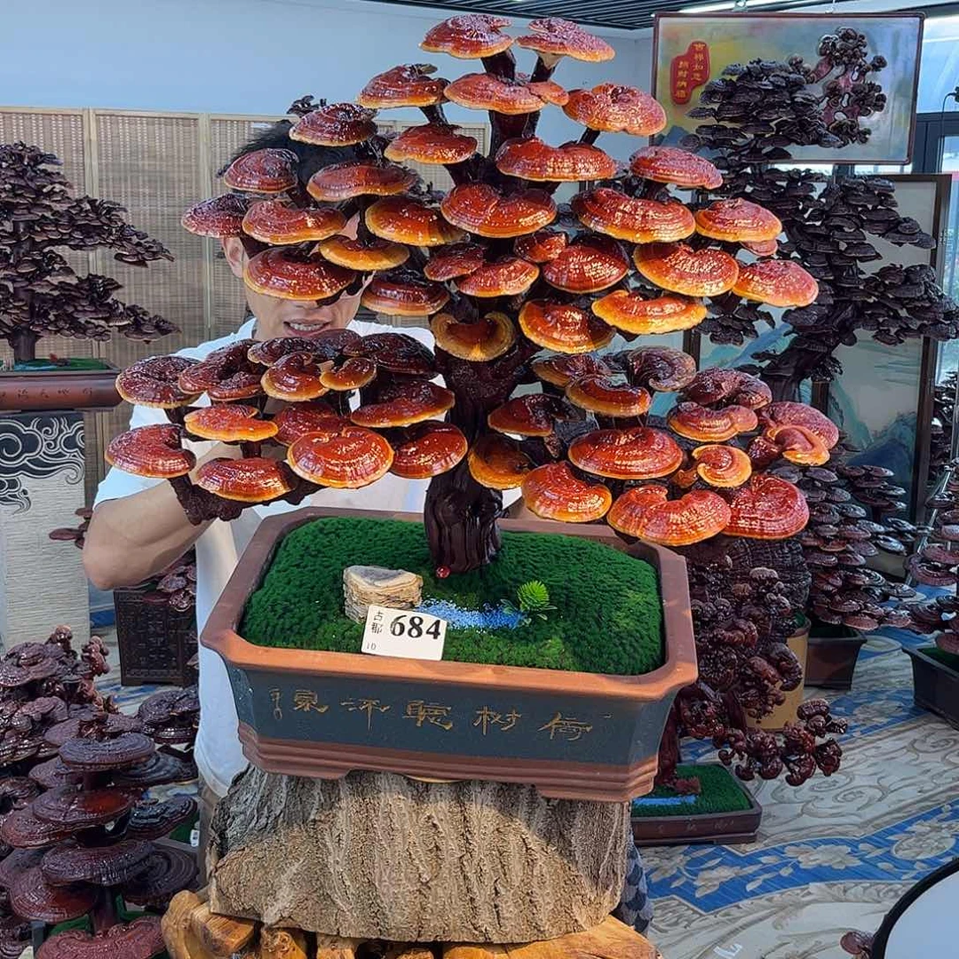 无花朵888888888888