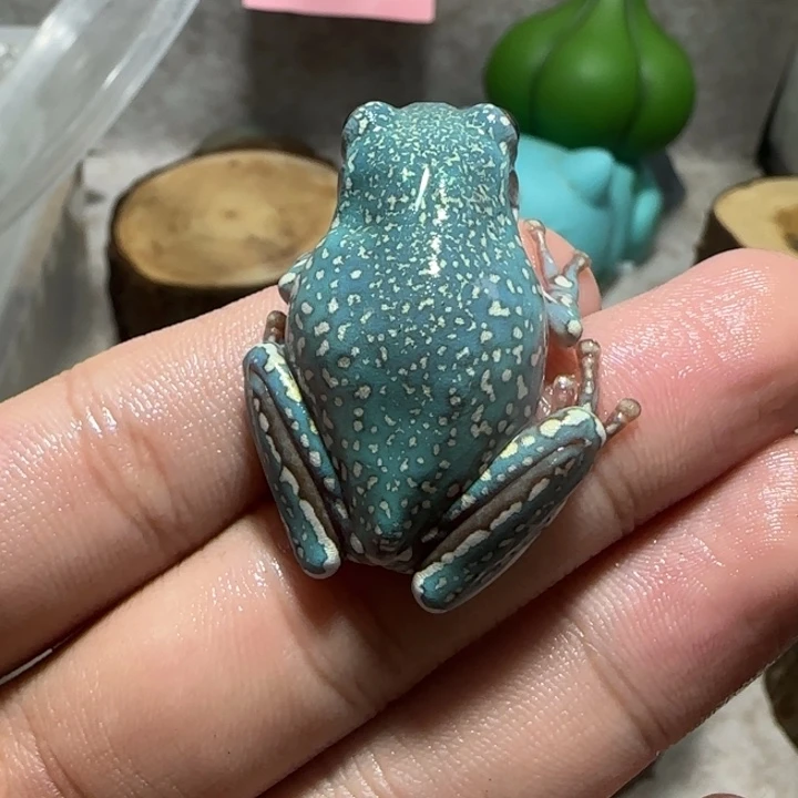 老爷树蛙17 魔鬼蓝暴雪