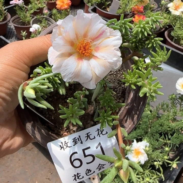 无花朵651特殊色超小苗盆口10cm