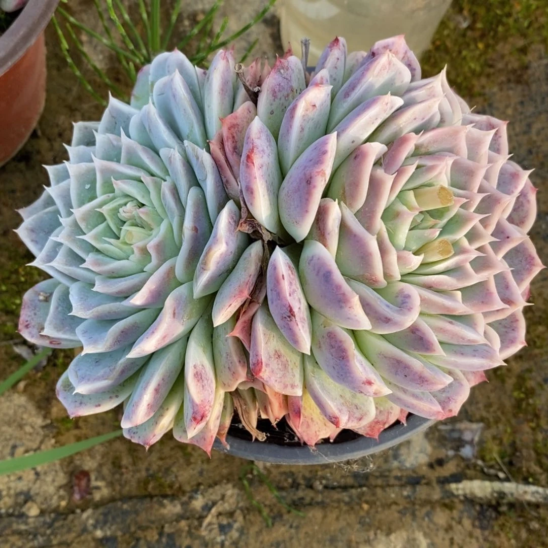 可问主播品种，下滑链接更多品种多肉选择