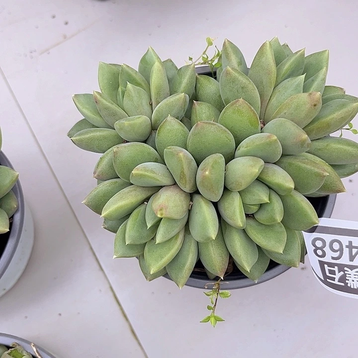红象牙朵朵2468多肉植物