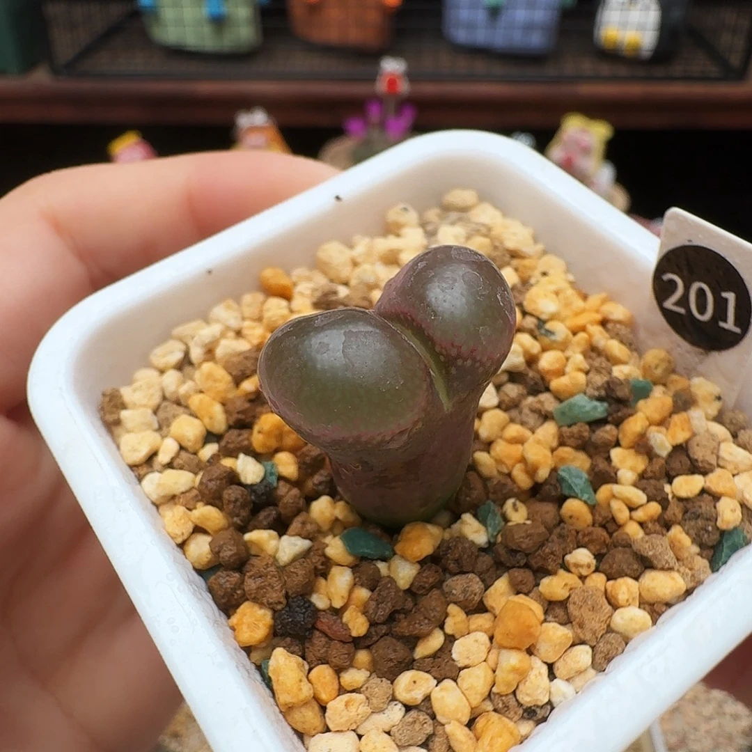 多肉植物福利风铃201