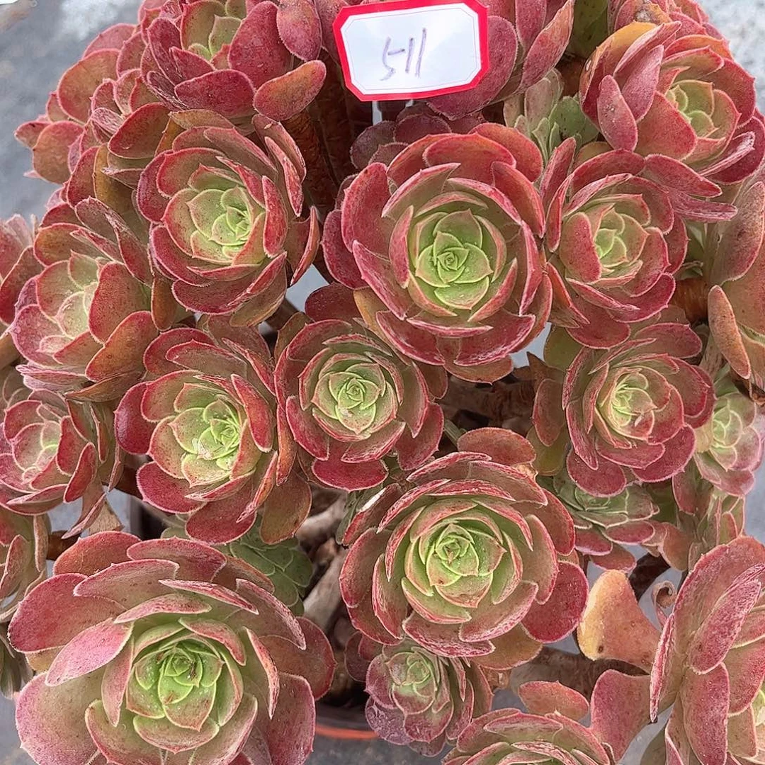 清***子多肉植物511好多肉都