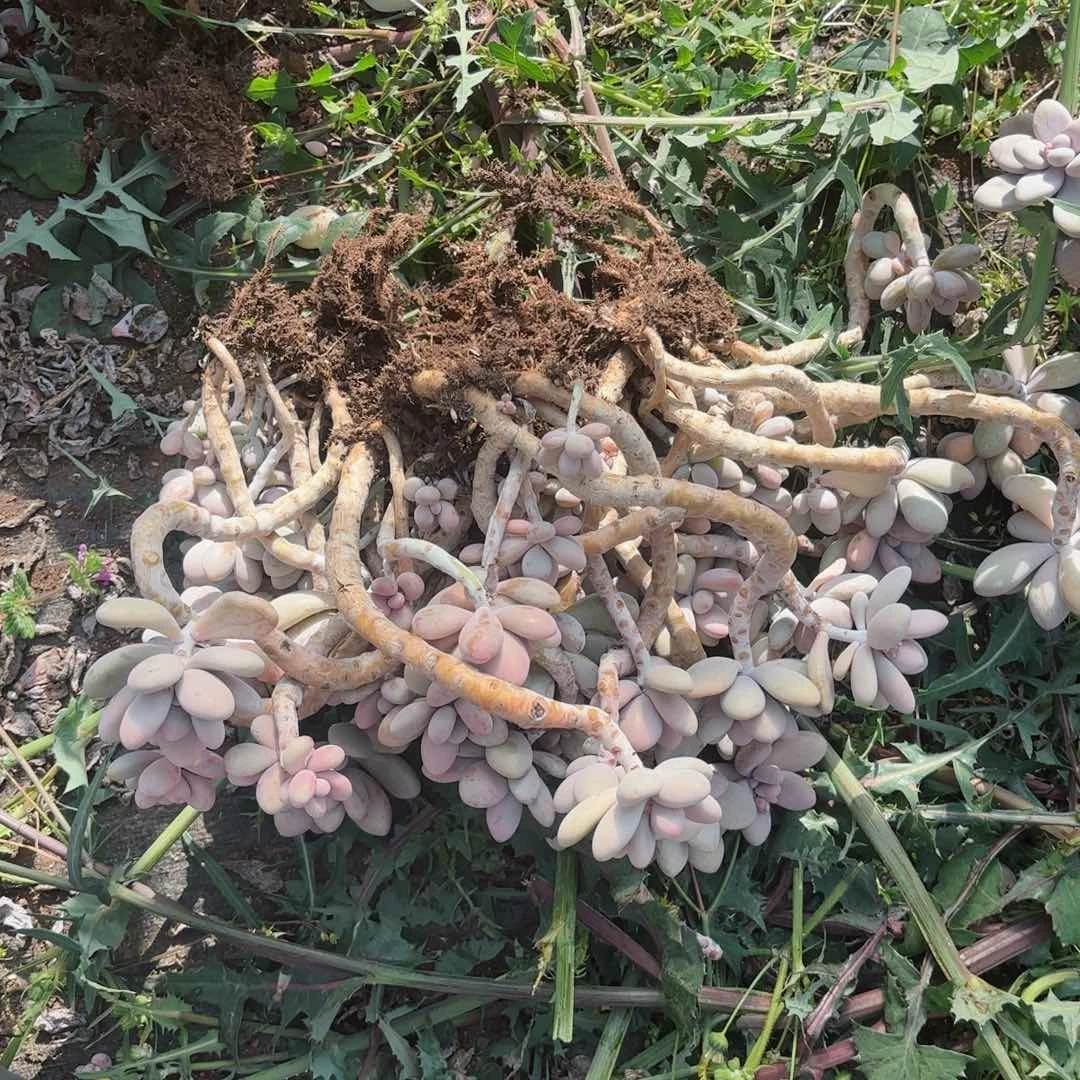 鱼**乖桃蛋散装20-29。