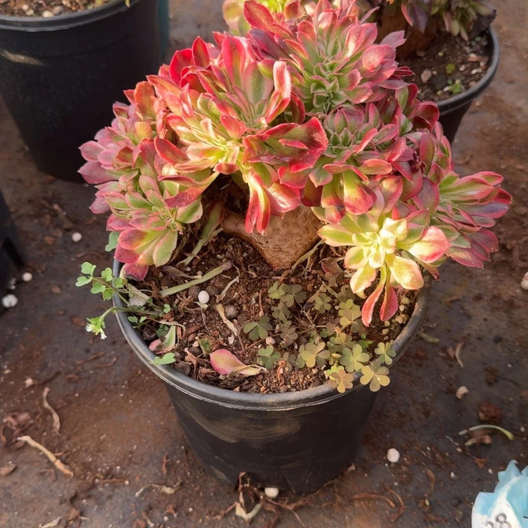 645粉女郎缀化多肉植物满28包邮