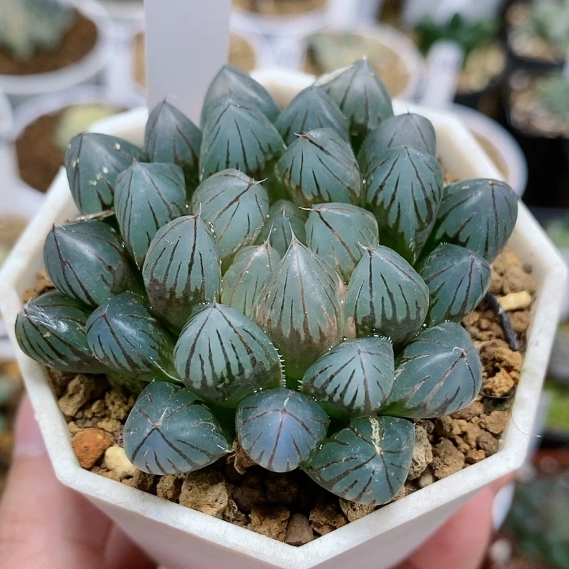 【闪购商品】96黑肌