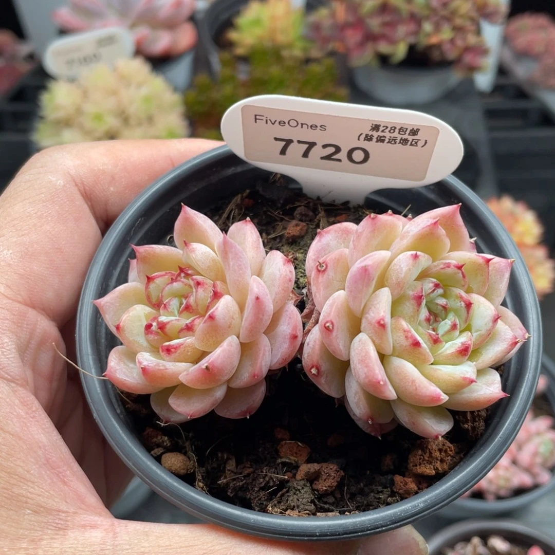 天鹅绒7720-7.5厘米