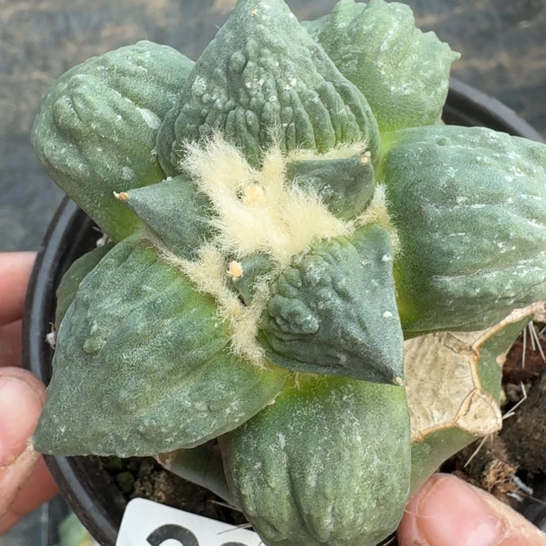 【闪购商品】村主怒涛285