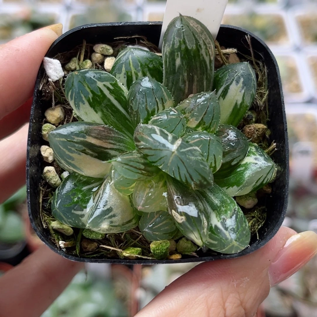 690龙爪玉露锦哈哈哈哈哈哈