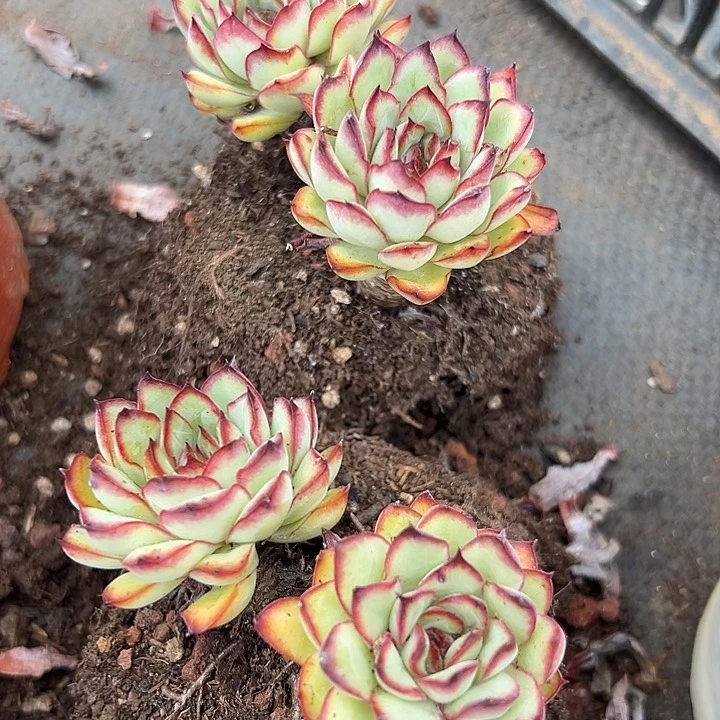 无花朵肉酱玫瑰两盆。