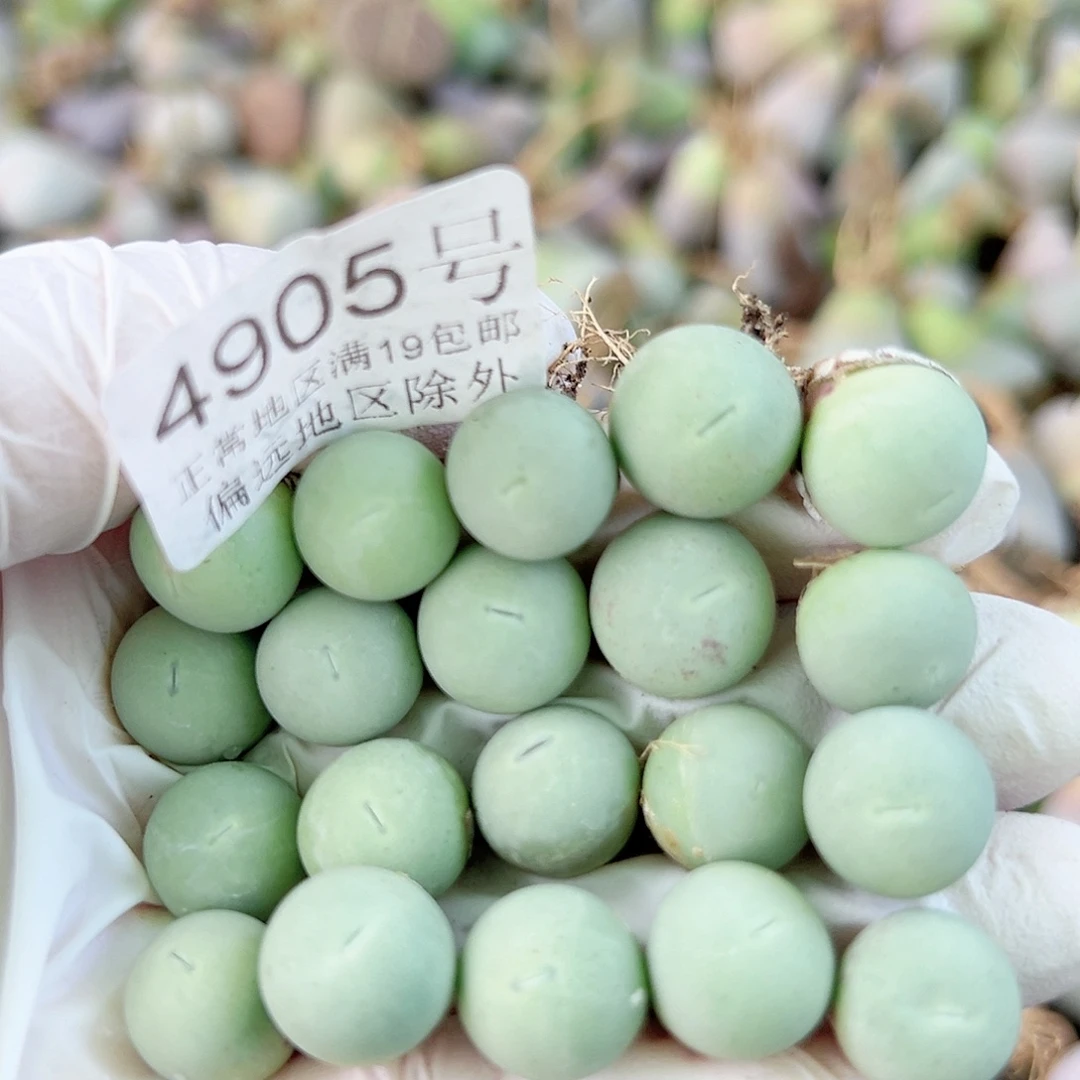4905两年鸽子蛋20个1cm左右比较小特价处理了