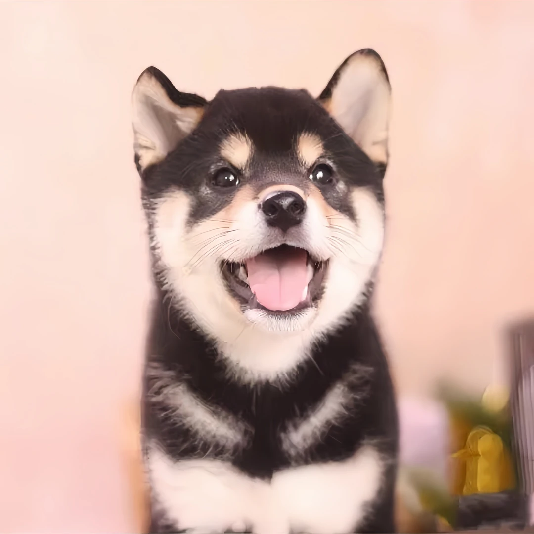 【一心柴犬】柴犬活体链接