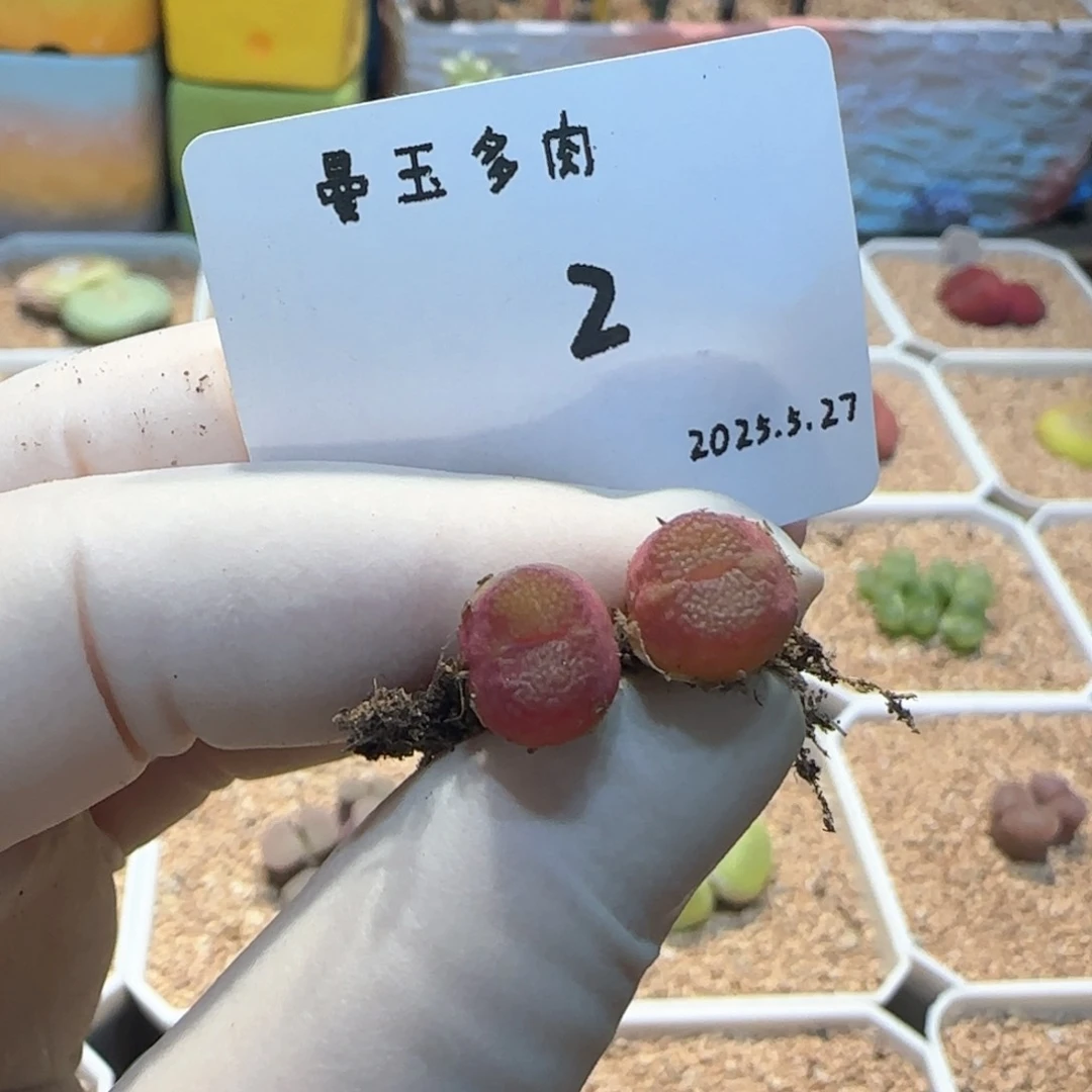 果****狸多肉多肉多肉5.27-002