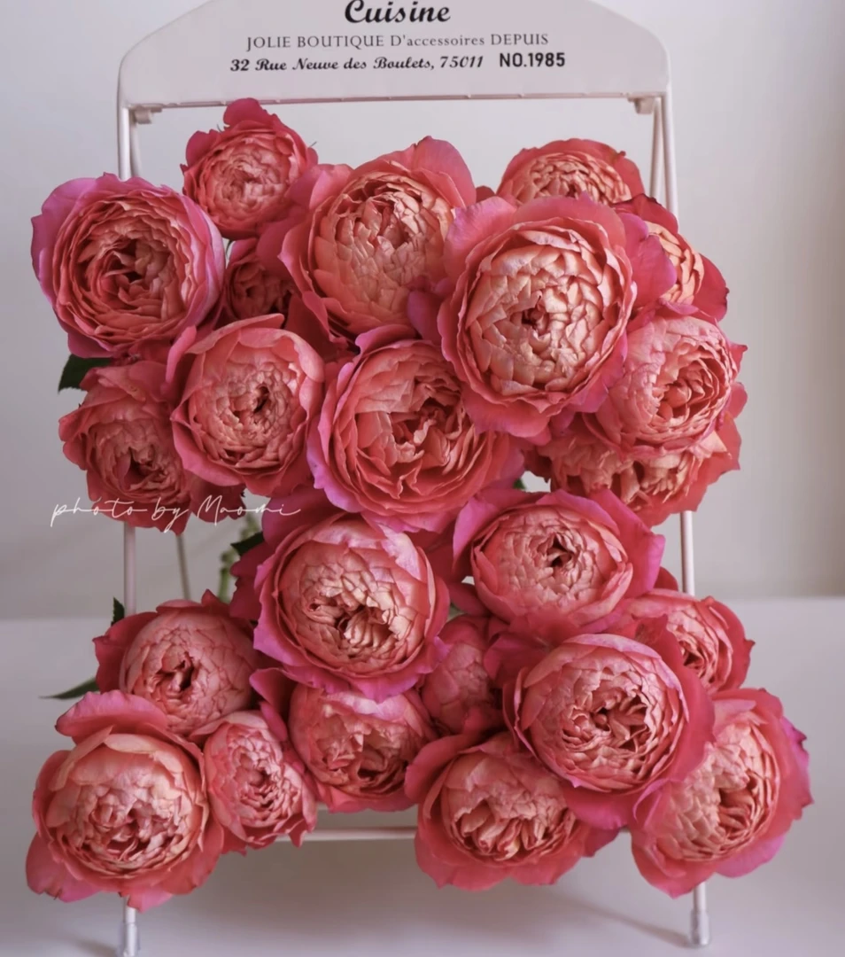 希美（1加仑飞凤果汁棒棒糖）月季多头直立大花庭院花园