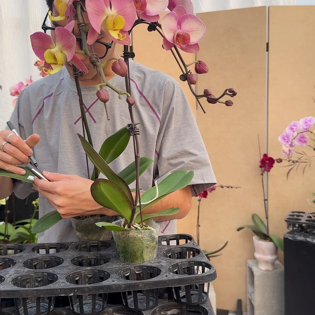 完全开放150两颗组合