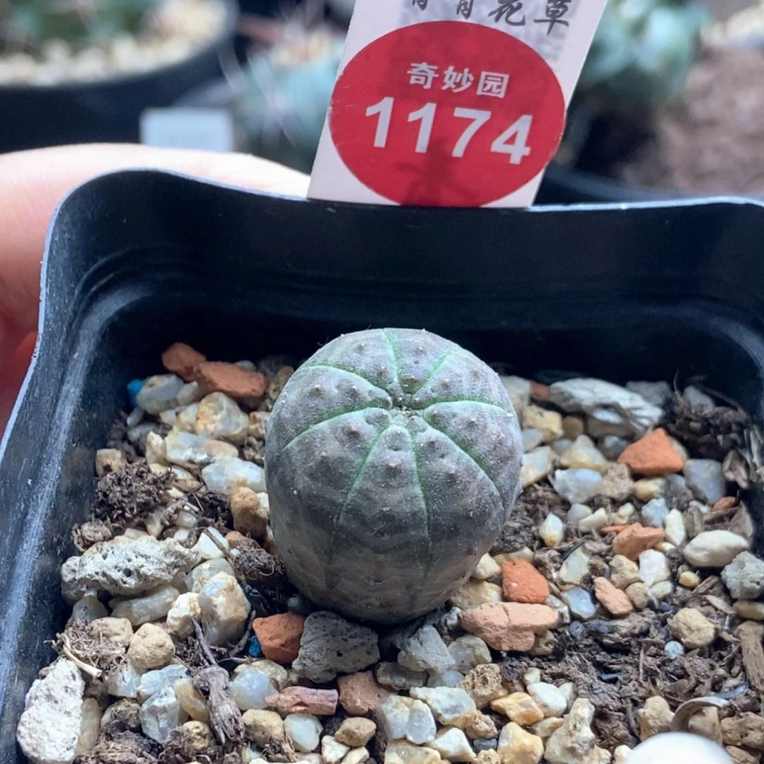 实生欧系龟甲布纹球