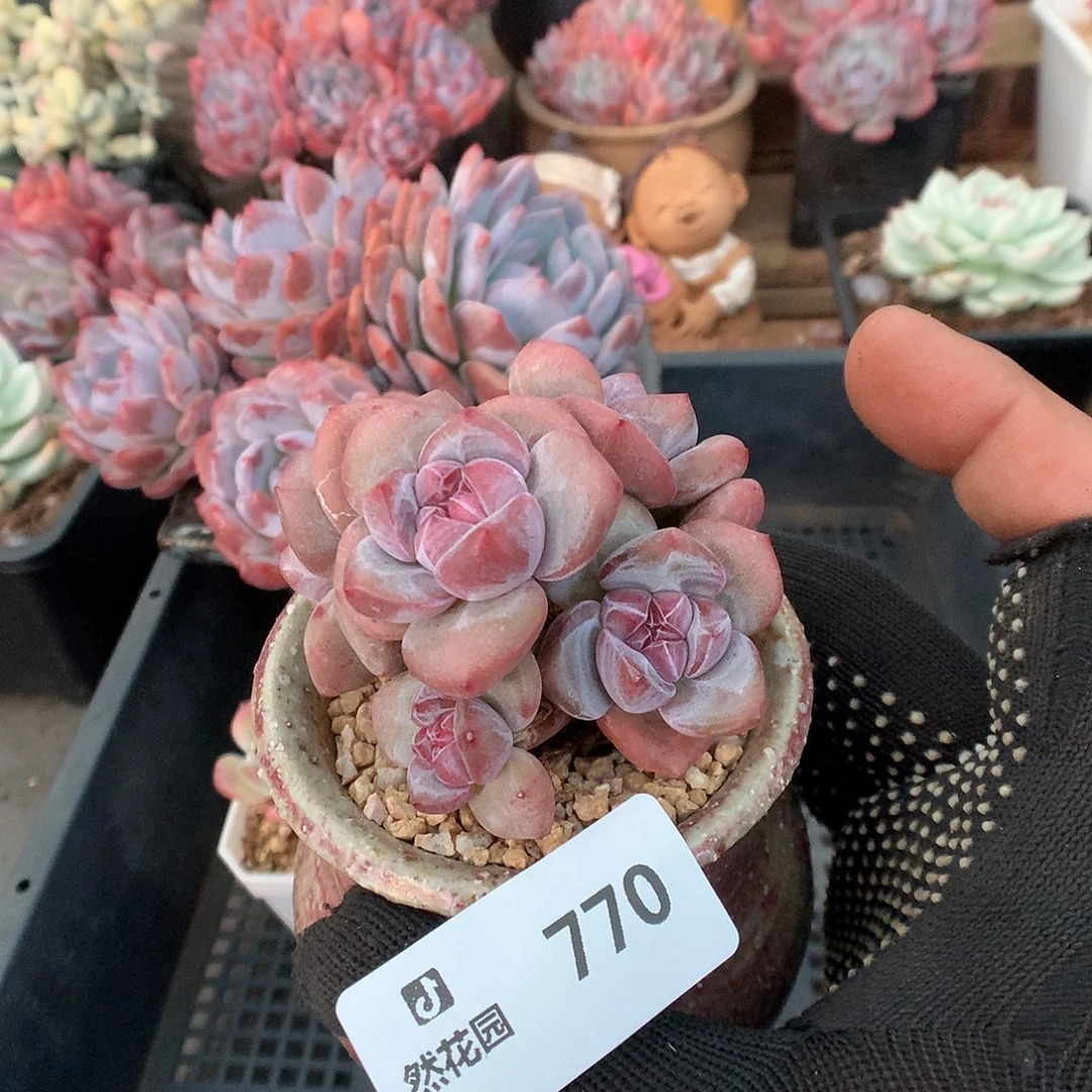 770星影多肉植物6666