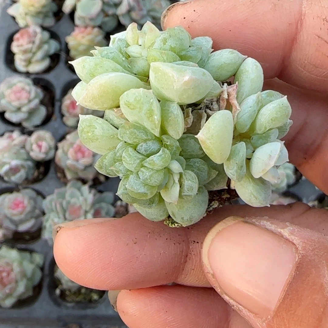 多肉小卡拉米糖心一物一拍