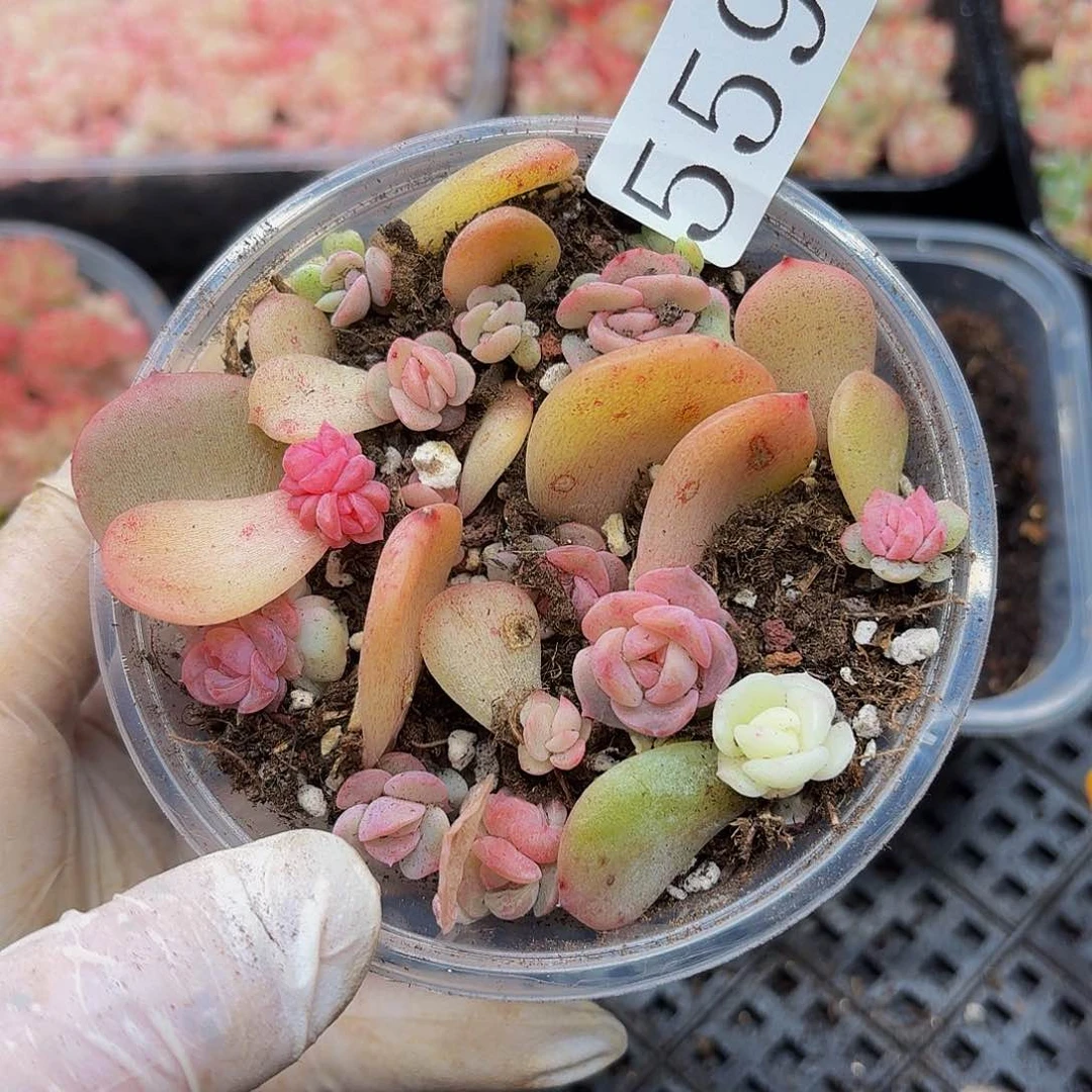 多肉植物多肉植物559