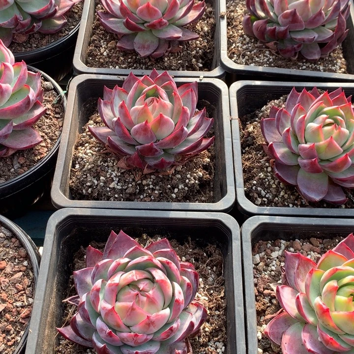 精品惊鸿仙子多肉植物两单包邮