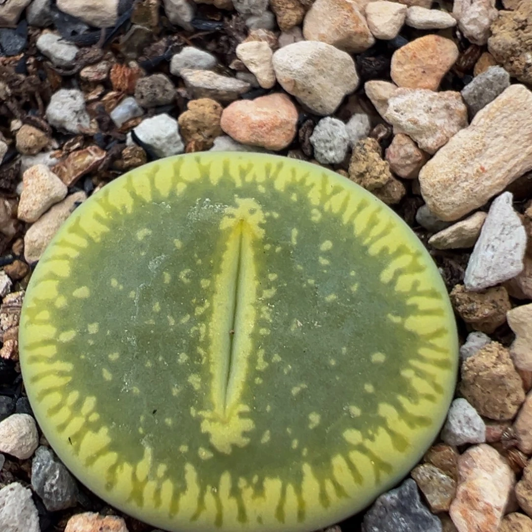 145多肉植物百科绿光阳