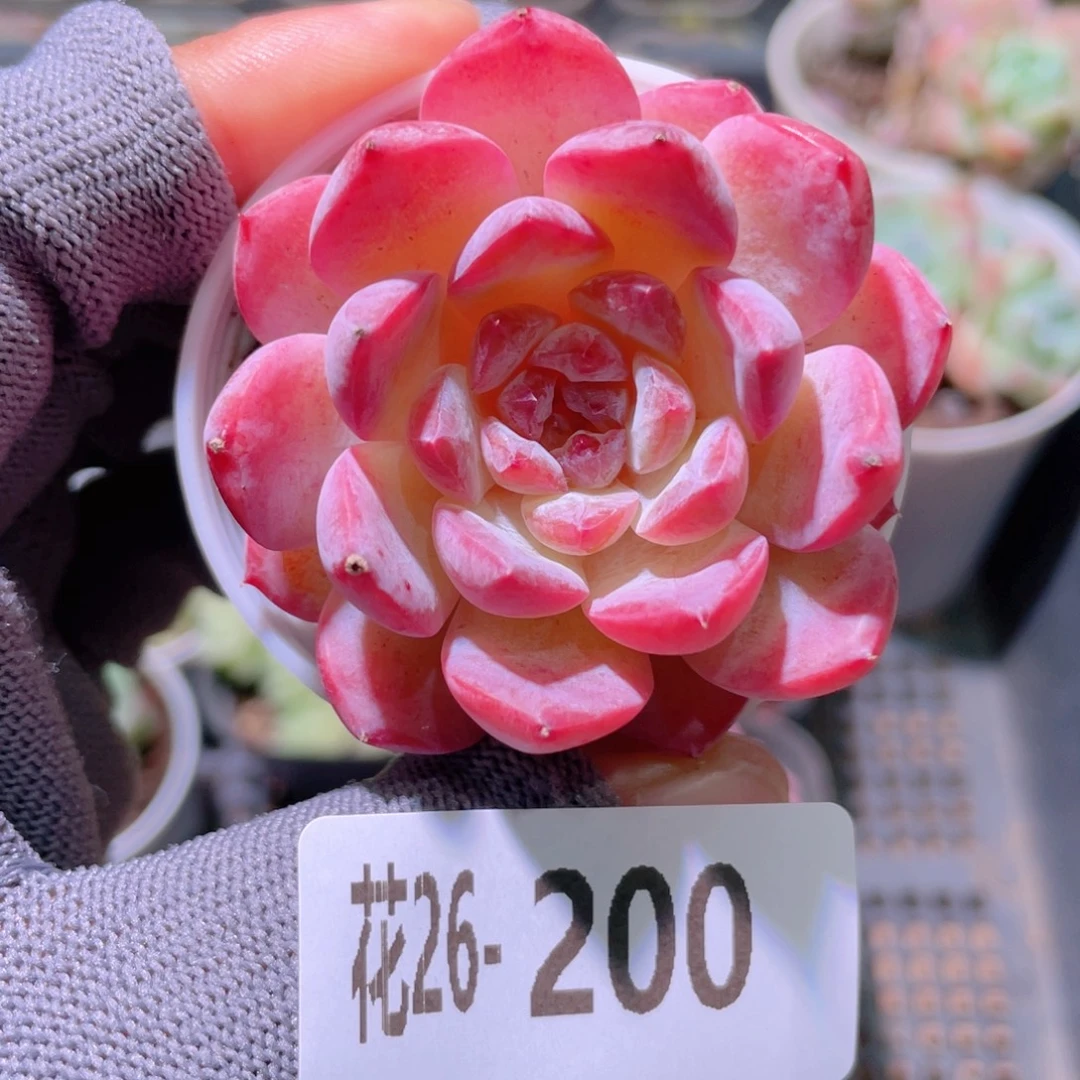 花利美26-200果汁