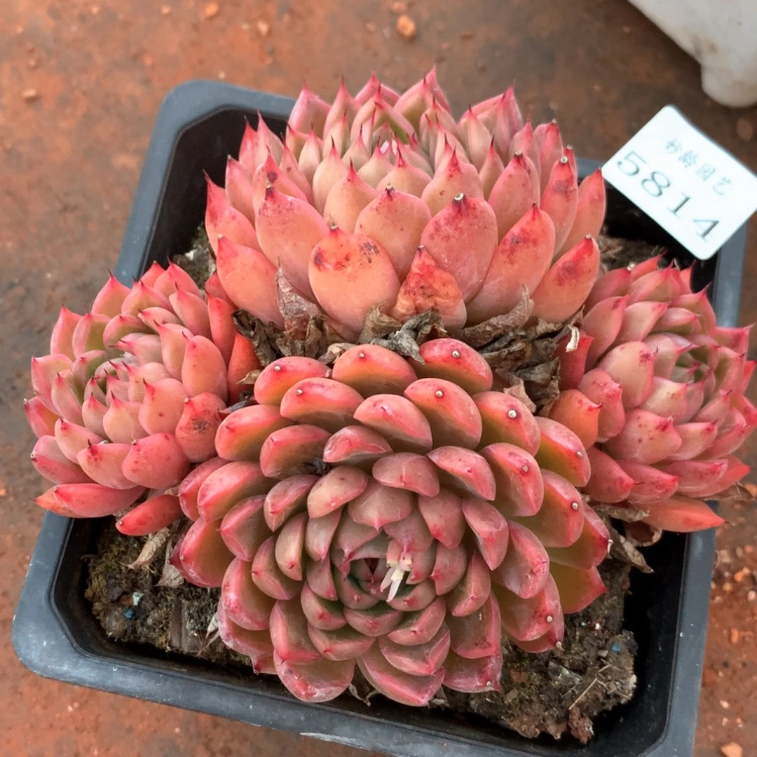 5814瑕疵不售后特价处理