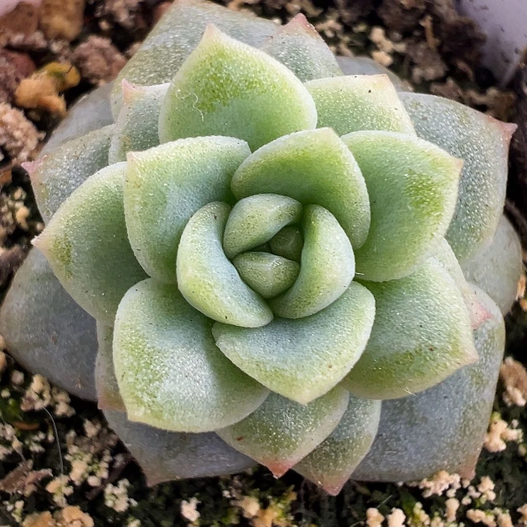 独家优选。浮光。