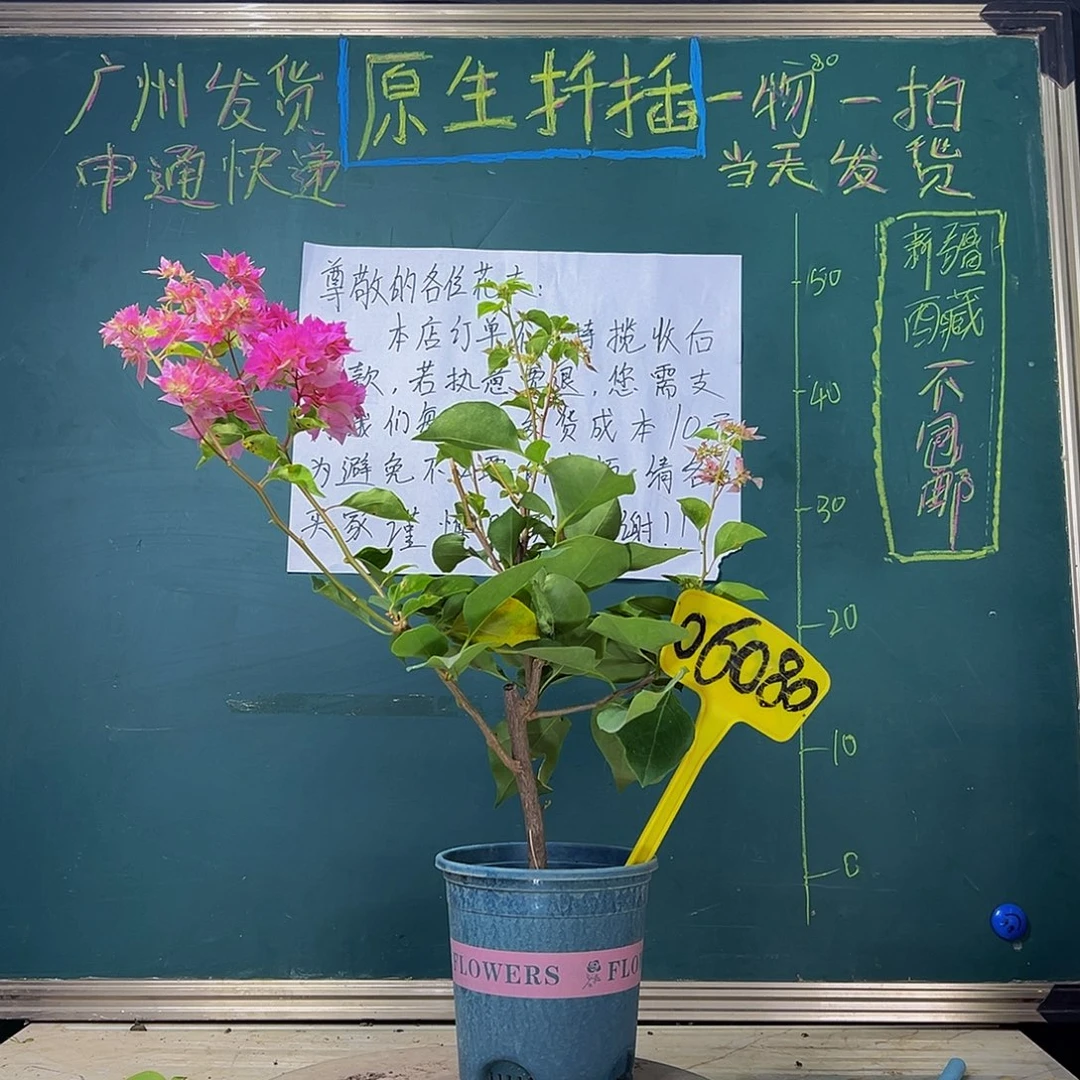 当前无花栽培后可以开花  重瓣粉  06080