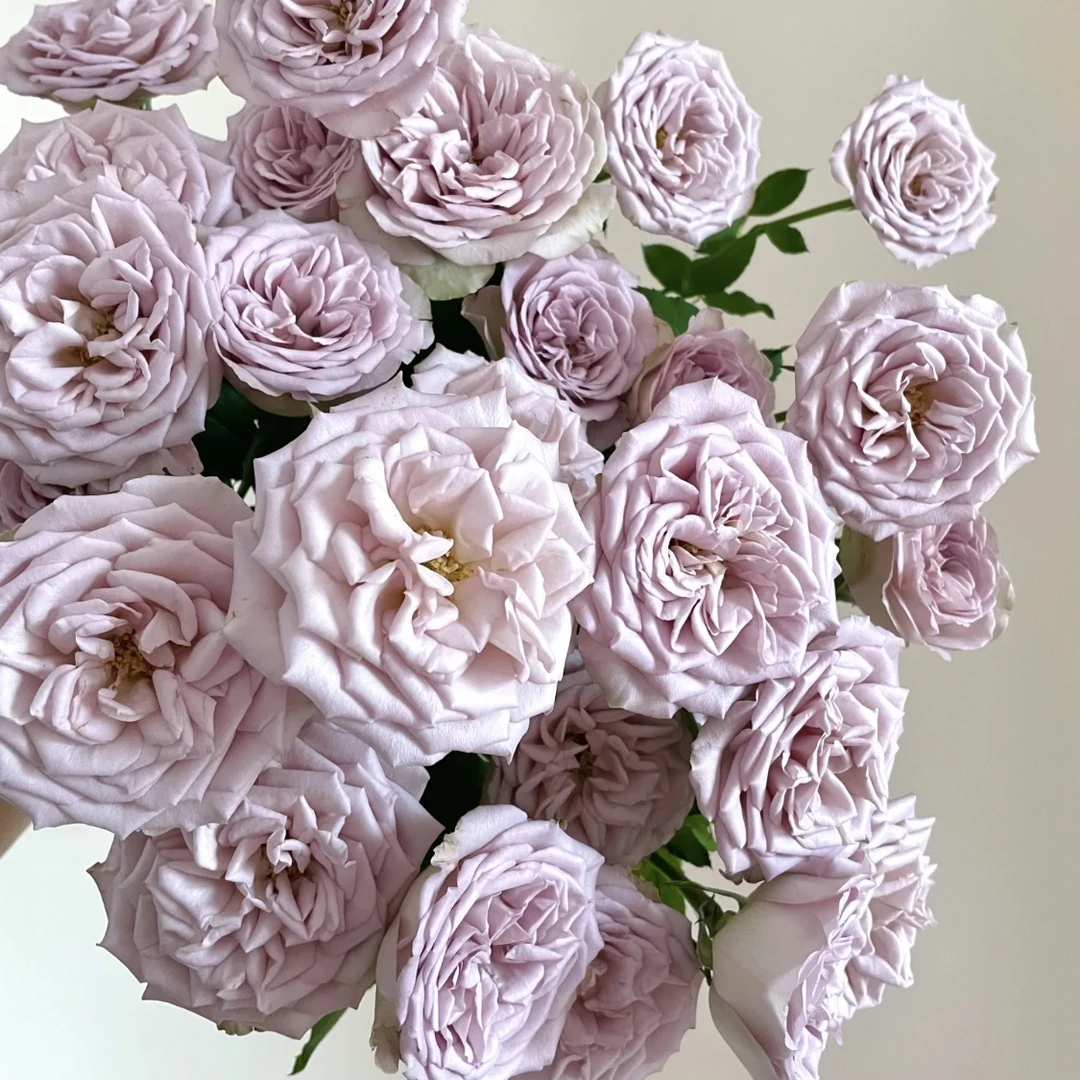 巴黎圣母院-多头玫瑰（任意两单包邮，一单需要补运费）