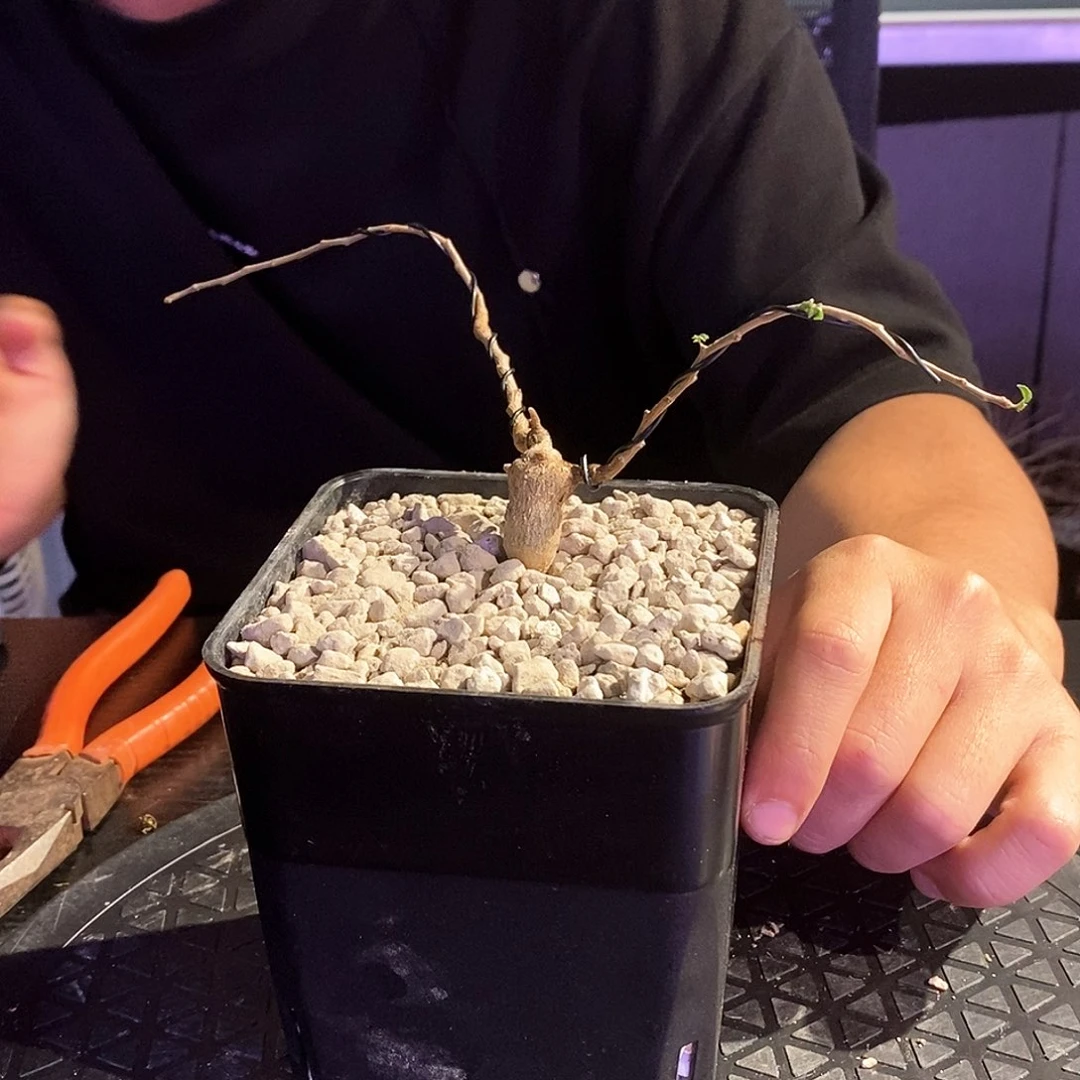 无***题念珠没药实生一个带盆