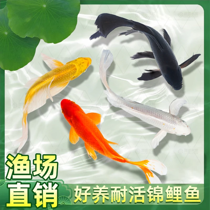 黑金锦鲤鱼活体包活到家（龙凤）白金黄金锦鲤冷水观赏鱼鹦鹉红草