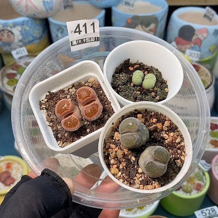 大舅生石花肉锥多肉411