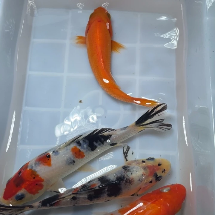 海水鱼红白三色昭和介子