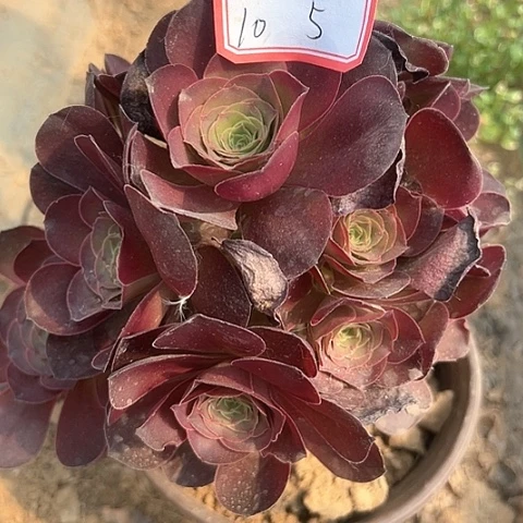 多肉植物魅金玫瑰10