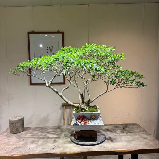 《澜园精品盆景》矮霸 海岛栀子花