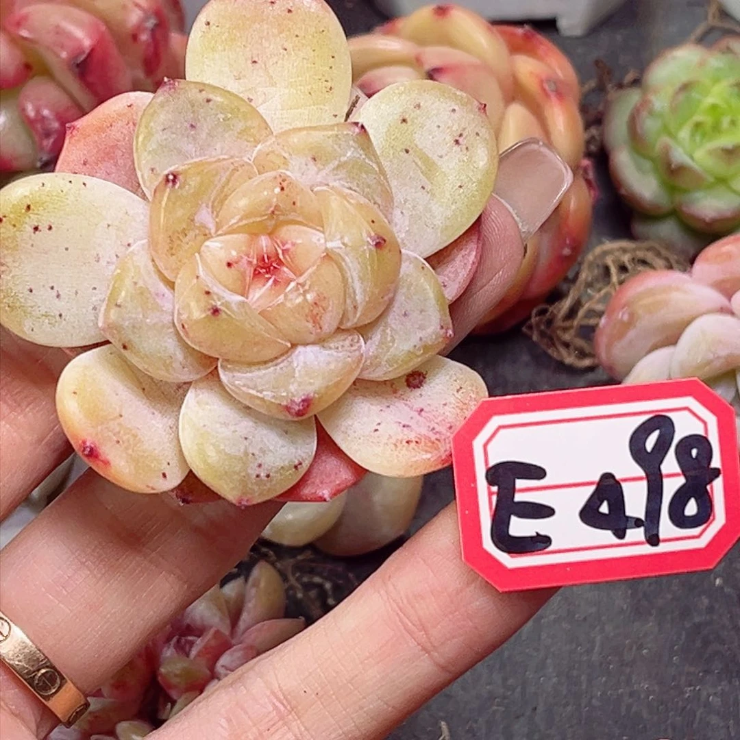 E498 幻幻兔一物一拍