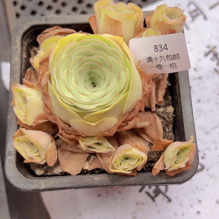 834 裸根不带土发货不包损