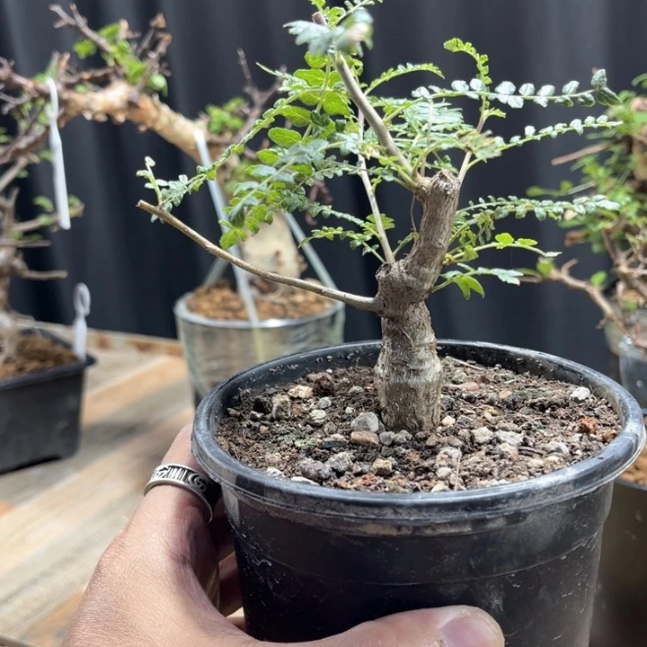 尼勒达乳香1111111111