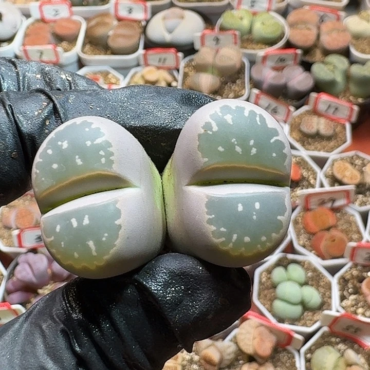 生石花2333:：。  367