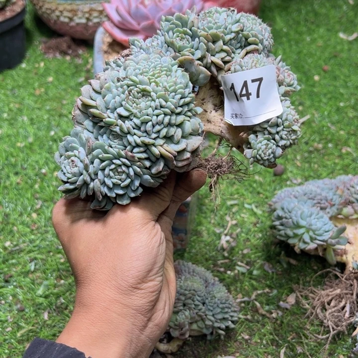 蔷***薇然的多肉一物一拍147