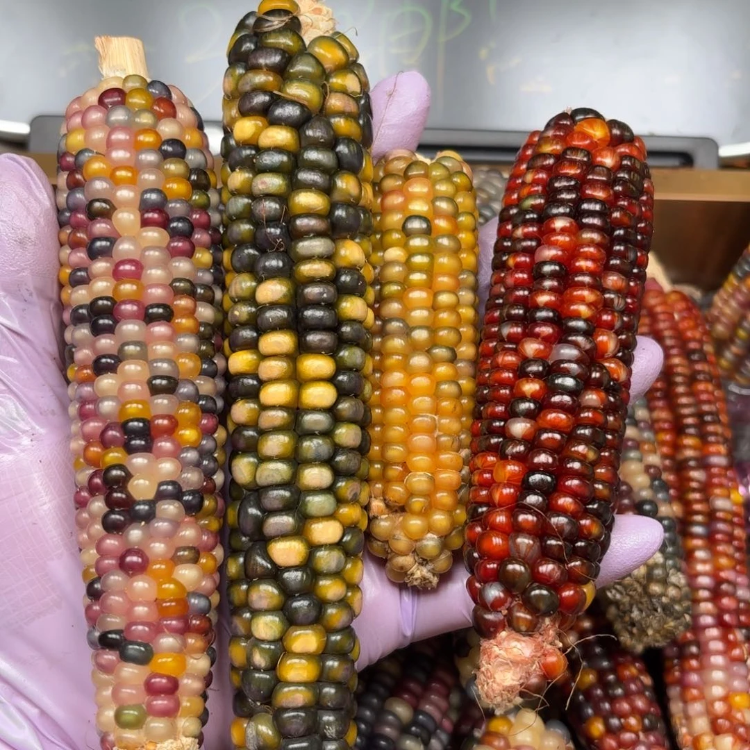 柏香籽/百香籽吊坠雅*