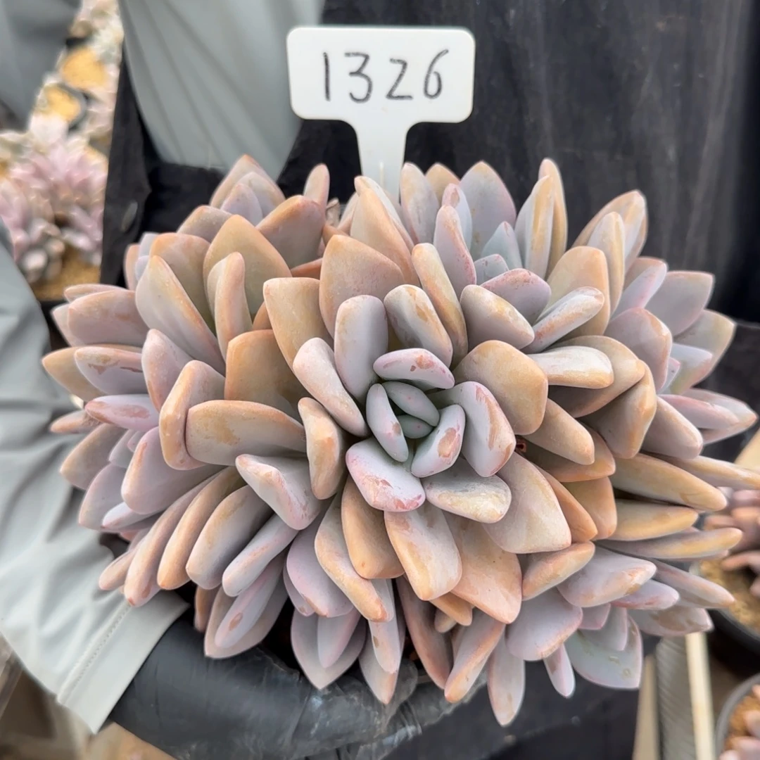 凤***槃1326。      粉兔群