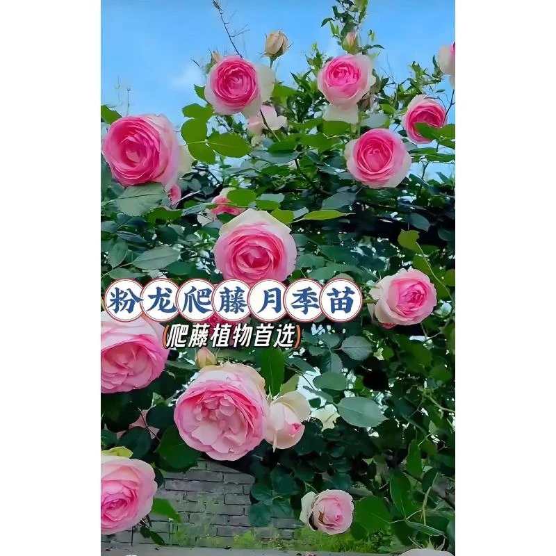 【爬藤疼本花苗】 现挖现发 云南基地直发 盆栽 地栽 庭院 四季种植