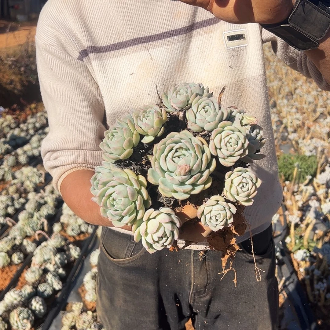 莎莎女王多肉植物。