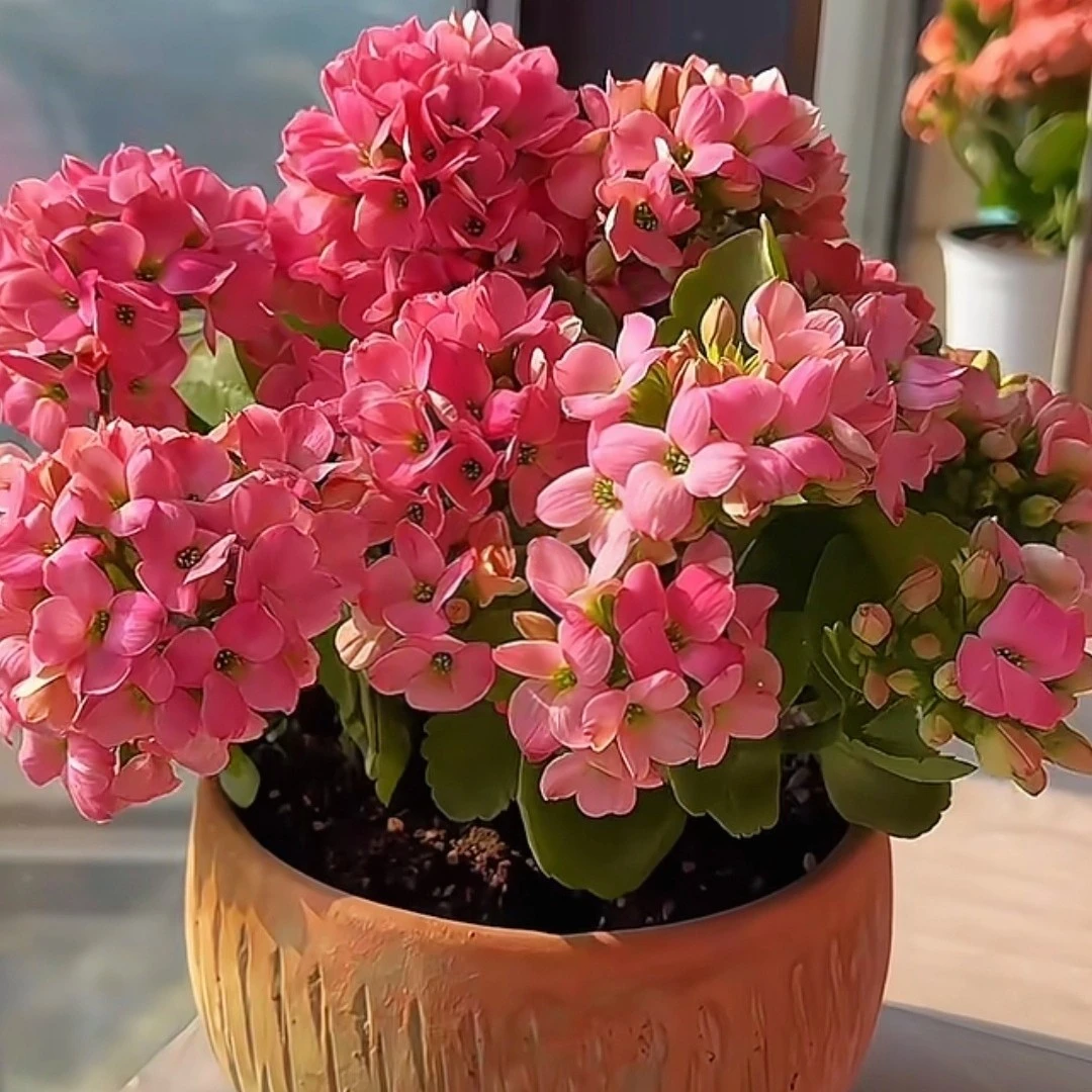 130盆【马克西林】长寿花单瓣大花带花苞四季室内开花花卉