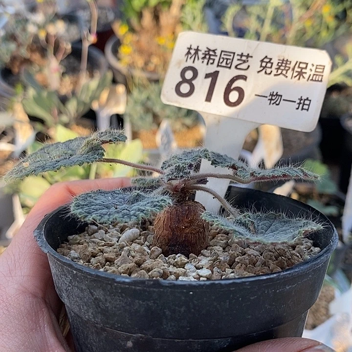 816圆叶洋葵带盆一一一一