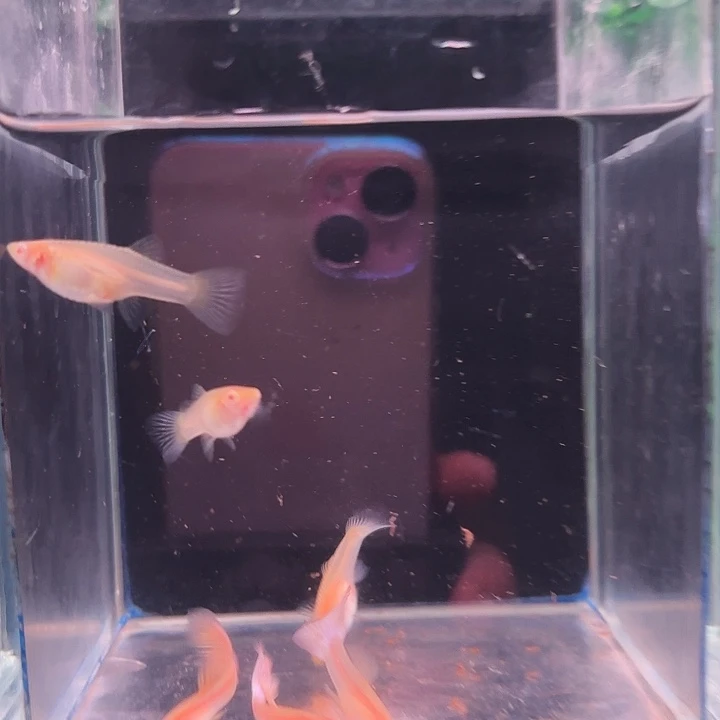 孔雀鱼金粉孔雀鱼3对